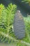 Close up Korean pine cone, Pinus koraiensis