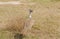 close-up of a Kori Bustard