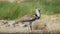 Close up of a kori bustard bird at serengeti np