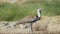 close up of a kori bustard bird at serengeti np