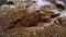 Close up of kulmbacher german bread