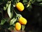 A close up of Kumquat fruits