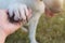 CLOSE UP OF A LABRADOR DOG GIVING THE PAW TO ITS HUMAN OWNER.