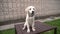 Close up a Labrador puppydog golden is looking in camera on against a brick wall and a green lawn. White retriever dog smiling. Th