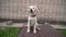 Close up a Labrador puppydog golden is looking in camera on against a brick wall and a green lawn. White retriever dog smiling. Th