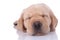 Close up of a labrador retriever dog sleeping tired