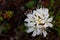 Close-up of Labrador tea flower found in Canada's arctic tundra