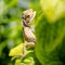 Close up lacertilia in garden