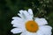 Close up of a lacewing on a daisy after rain showers