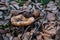 Close up of lactarius deliciosus, saffron milk cap mushroom