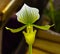 Close up of lady`s slipper yellow orchid Paphiopedilum Callosum