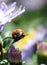 Close up of a Ladybird on a daisy flower collecting pollen