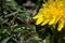 Close up of ladybird on dandelion flower. eco background