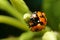 Close-up ladybird ladybug night