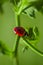 Close up of Ladybird-Ladybug strolling on a plant`s leaf during Spring