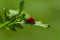 Close up of Ladybird-Ladybug strolling on a plant`s leaf during Spring