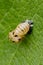 Close up of Ladybird Larvae resting on a green willow leaf in a garden