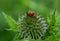 Close up of ladybird on Ruthenian globe thistle, also known as Echinops Bannaticus, in Eastcote House Gardens, London UK