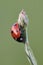 Close-up of ladybug on flower bud