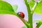 Close-up Ladybug on a green leaf in the grass.