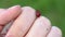 Close up of a ladybug moving in a girl`s hand