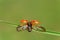 Close up of ladybug with opened wings