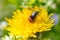 Close up of Ladybug on other black coleoptera insect on blooming