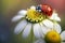 Close up of ladybug posing on daisy flower. Focus on foreground.