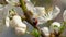 Close up of a ladybug sitting on a branch among the beautiful pink flowers of a blooming apricot tree and cleaning its paws and fa