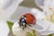 Close up of ladybug sitting on white blossoming
