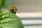 Close up of a ladybug taking flight