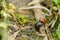 Close up of Ladybug on top of other black coleoptera insect on g