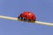 Close up of ladybug walking on stem