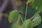 Close up ladybugs on blurred background