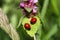 Close-up ladybugs ladybirds on the meadow wildplant