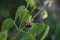 Close up Ladybugs on the leaf