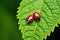 close up of ladybugs on a plant leaf