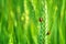 Close up ladybugs on wheat, summer landscape