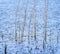 Close up of lake reed bed in heavy storm with rain splashing on lake