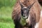 Close-up of lama chewing grass on pasture