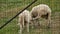 Close up of lambs head chewing, sheep on meadow, field, farming