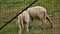 Close up of lambs head chewing, sheep on meadow, field, farming