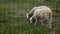 Close up of lambs head chewing, sheep on meadow, field, farming