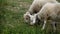 Close up of lambs head chewing, sheep on meadow, field, farming