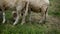 Close up of lambs head chewing, sheep on meadow, field, farming