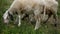 Close up of lambs head chewing, sheep on meadow, field, farming