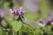 Close up of a Lamium purpureum against dreamy background.