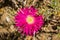 Close up of Lampranthus zeyheri iceplant, California