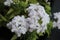 Close up of Lanai Verbena White flowers, seasonal flower that produces large white floret