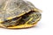 Close up land turtle on white background